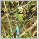Anax imperator - Grosse Koenigslibelle m06.jpg